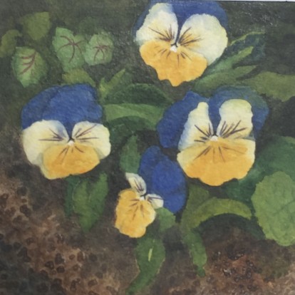 Pansies