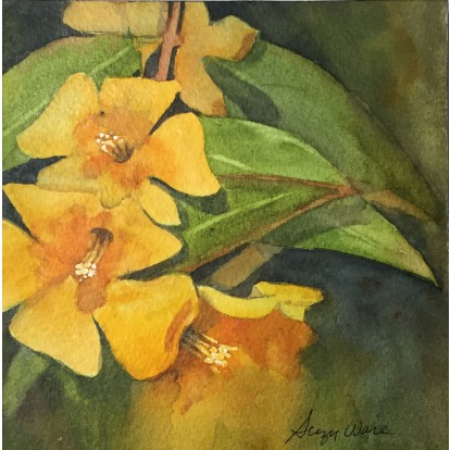 Carolina Jasmine