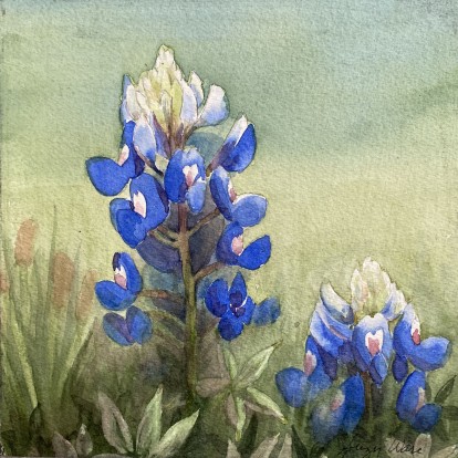 Bluebonnet